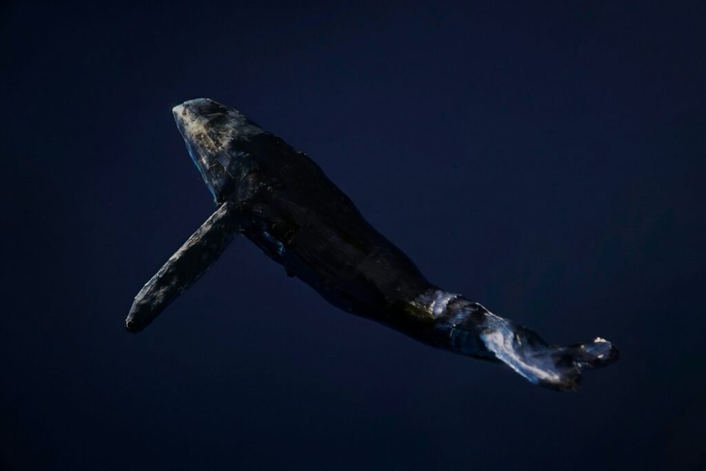 Door whale sells $80,000 btc, while the bitcoin bulls are