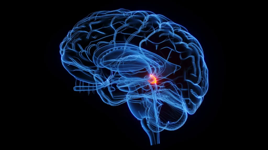 A 500-million-year-old brain “radar” still shapes how you see A 500-million-year-old brain "radar" still shapes how you see