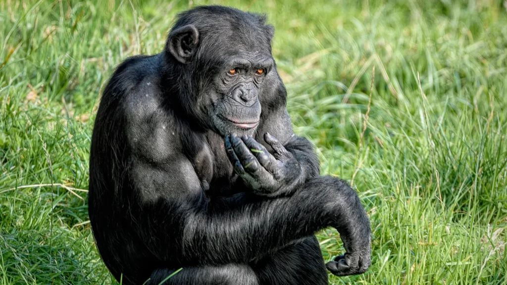 Chimps shock scientists by changing their minds with new evidence