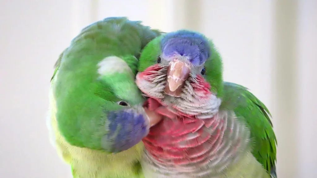 How parakeets make new friends in a surprisingly human way