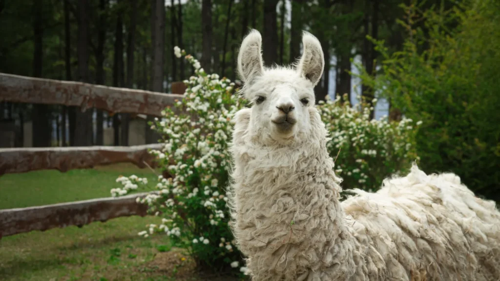 Mini llama proteins show promise for Alzheimer’s treatment Mini llama proteins show promise for Alzheimer’s treatment