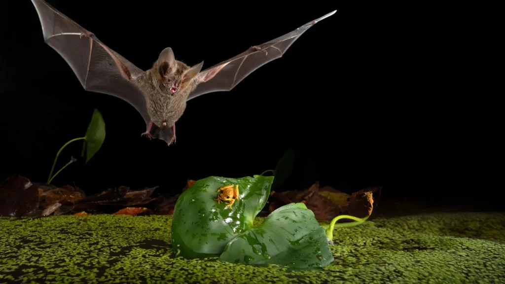 This tiny bat hunts like a lion, but better This tiny bat hunts like a lion, but better