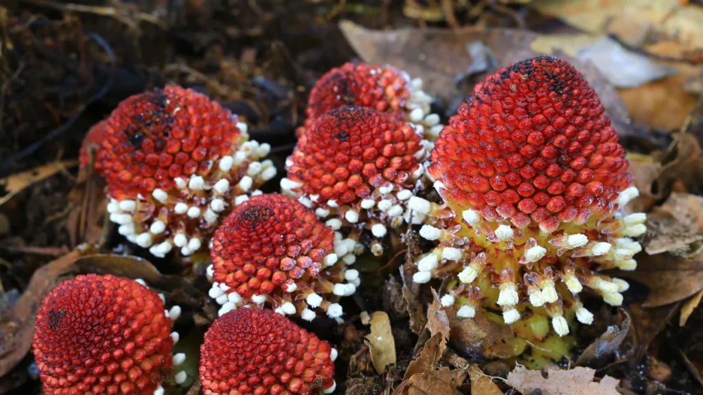 Researchers find how plants survive without sunlight or sex