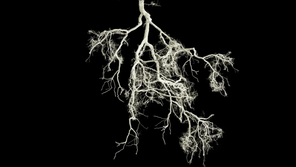 Small root mutation could make crops fertilize themselves
