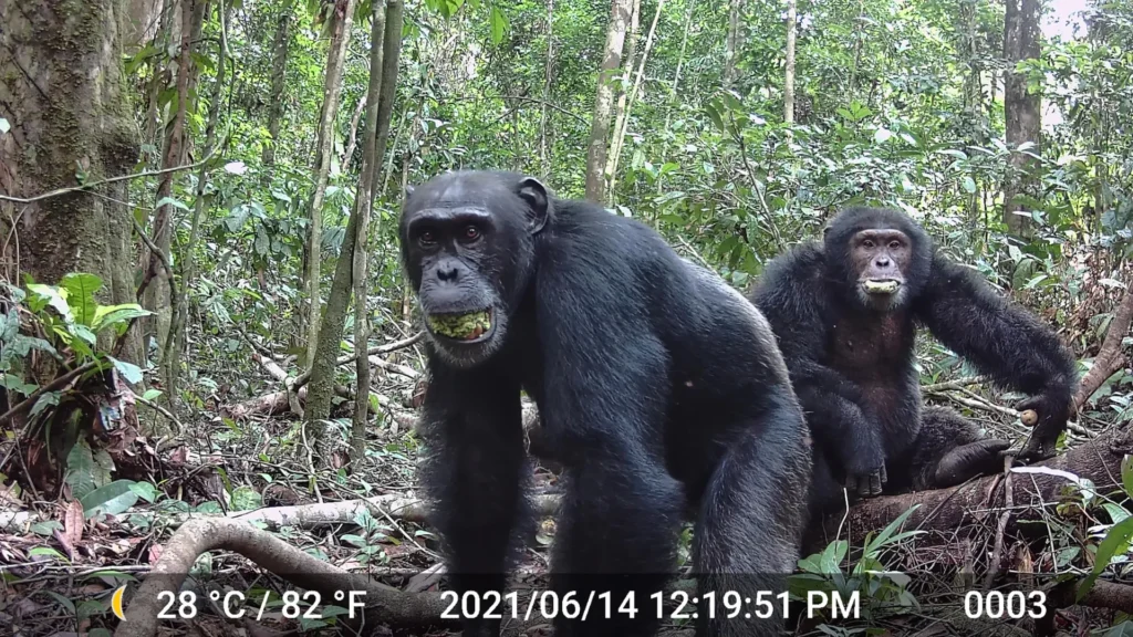 Wild chimps consume more alcohol than anyone expected Wild chimps consume more alcohol than anyone expected