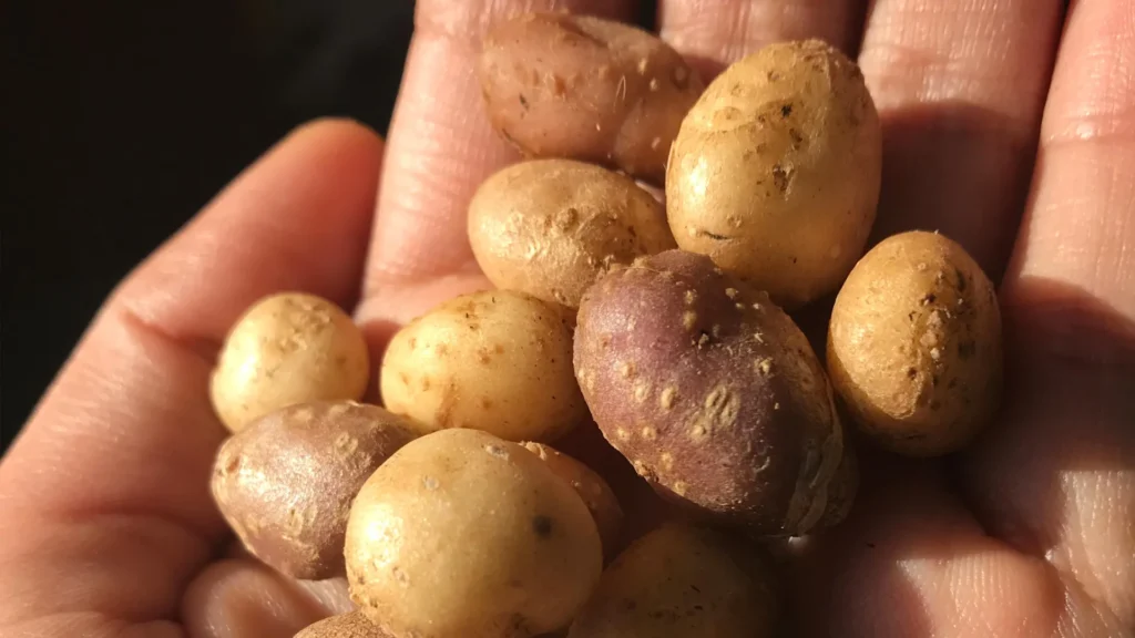 Ancient people carried a wild potato across the American Southwest