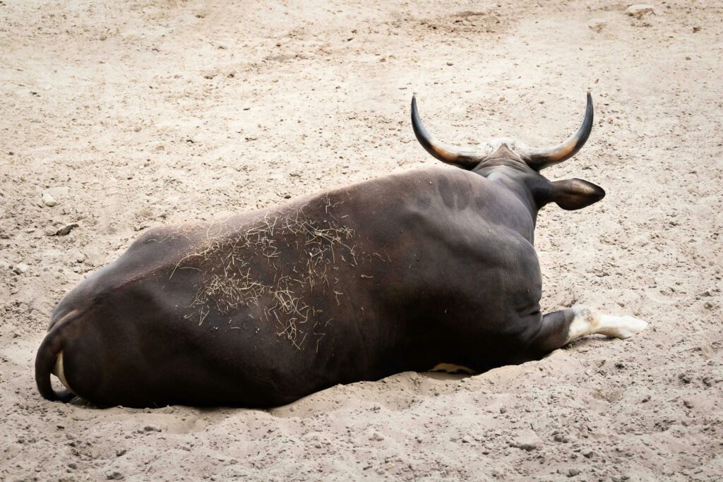 Bitcoin bulls pile up as whales and sharks buy the bullshit