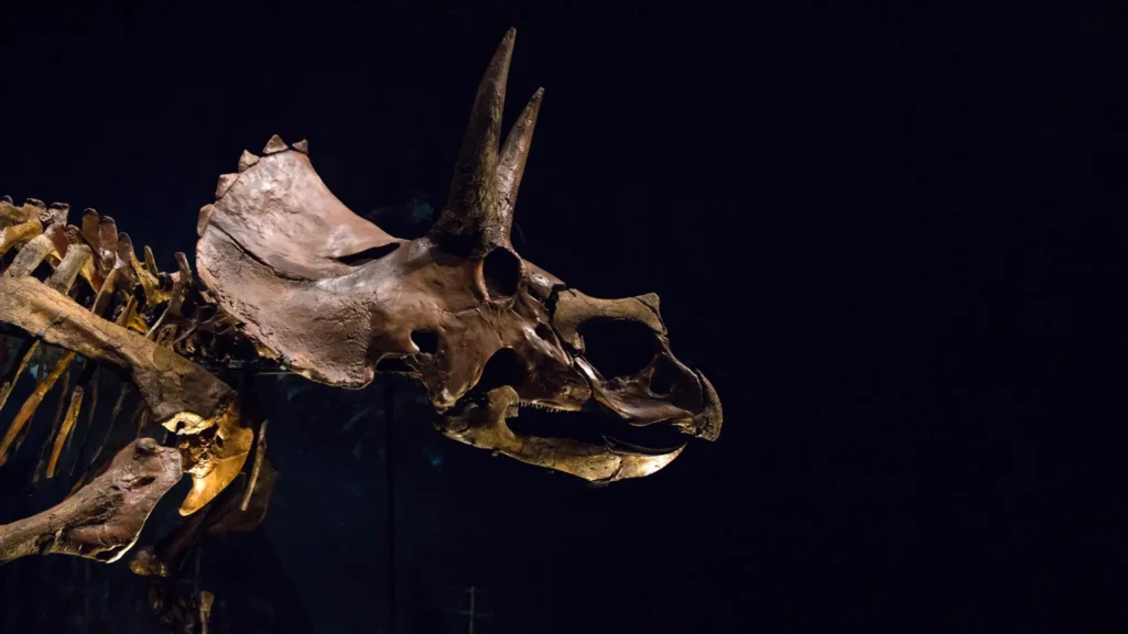 Triceratops had a giant nose that may have cooled its massive head Triceratops had a giant nose that may have cooled its massive head